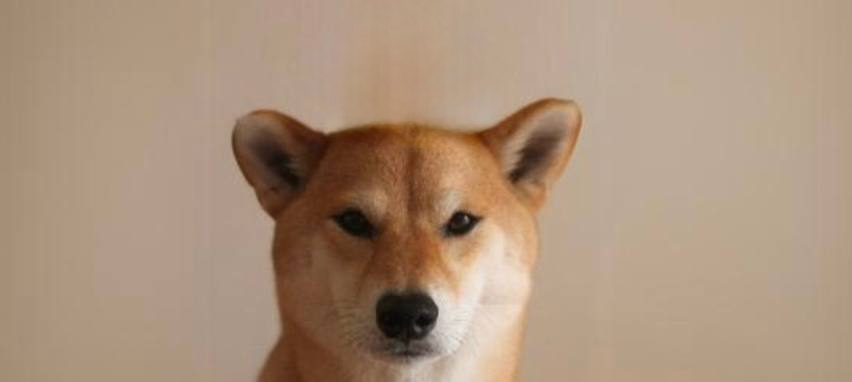 Shiba Inu